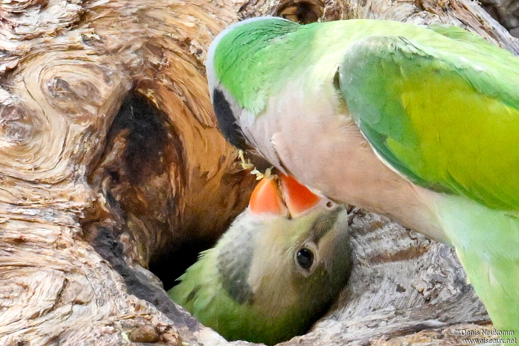 Red-breasted Parakeet
