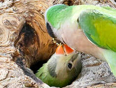 Red-breasted Parakeet