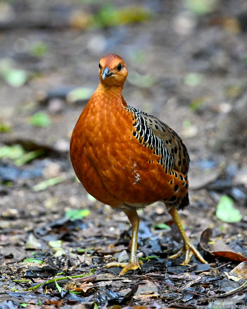 Ferruginous Partridge