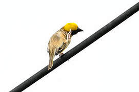 Asian Golden Weaver