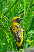Asian Golden Weaver