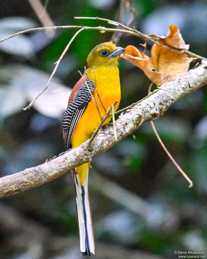 Orange-breasted Trogon