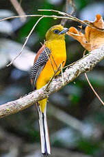 Trogon à poitrine jaune