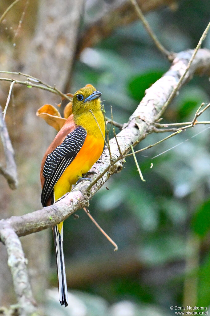 Orange-breasted Trogon