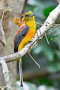 Trogon à poitrine jaune