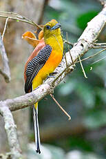 Trogon à poitrine jaune