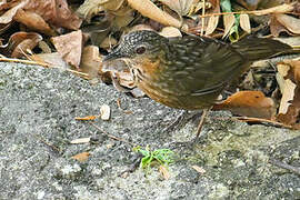 Rufous Limestone Babbler