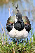 Northern Lapwing