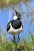 Northern Lapwing