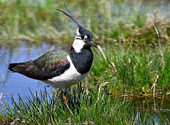 Northern Lapwing