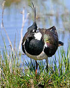 Northern Lapwing