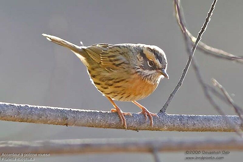 Rufous-breasted Accentoradult