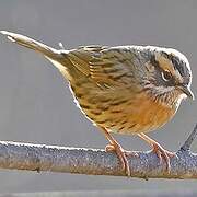 Rufous-breasted Accentor