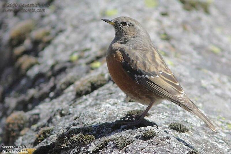 Alpine Accentoradult