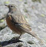 Alpine Accentor