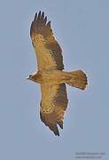 Booted Eagle