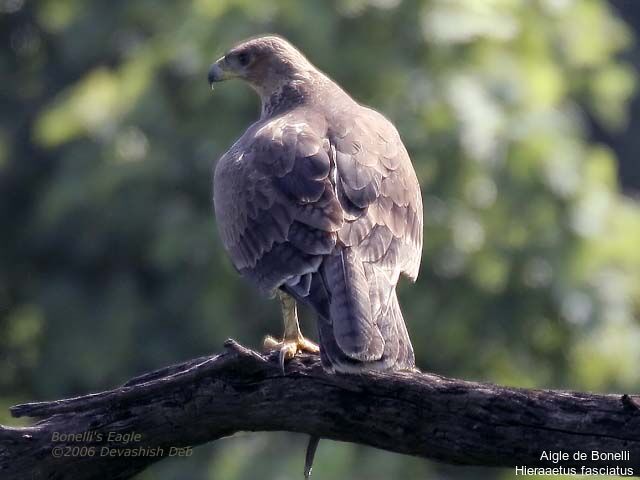 Aigle de Bonelli mâle adulte