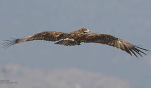 Steppe Eagle