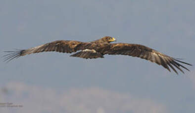 Aigle des steppes