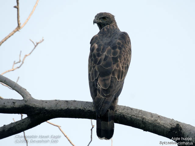 Aigle huppé