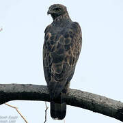 Changeable Hawk-Eagle