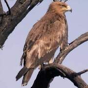Tawny Eagle (vindhiana)