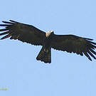 Aigle noir