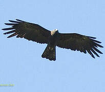 Black Eagle