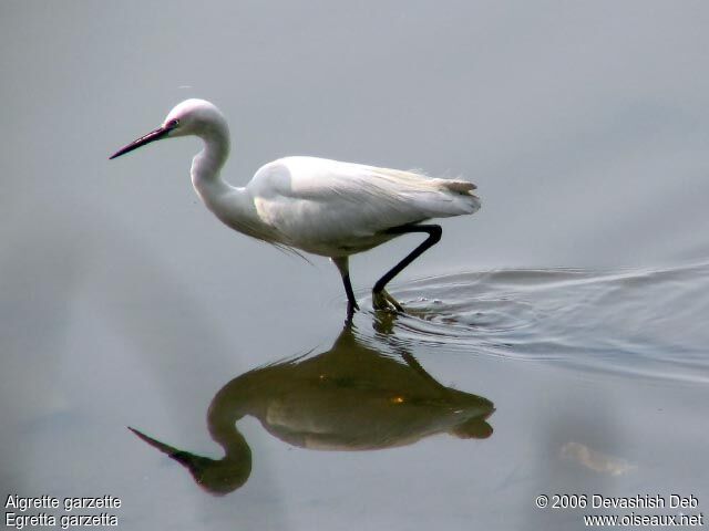 Aigrette garzetteadulte