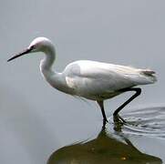 Little Egret