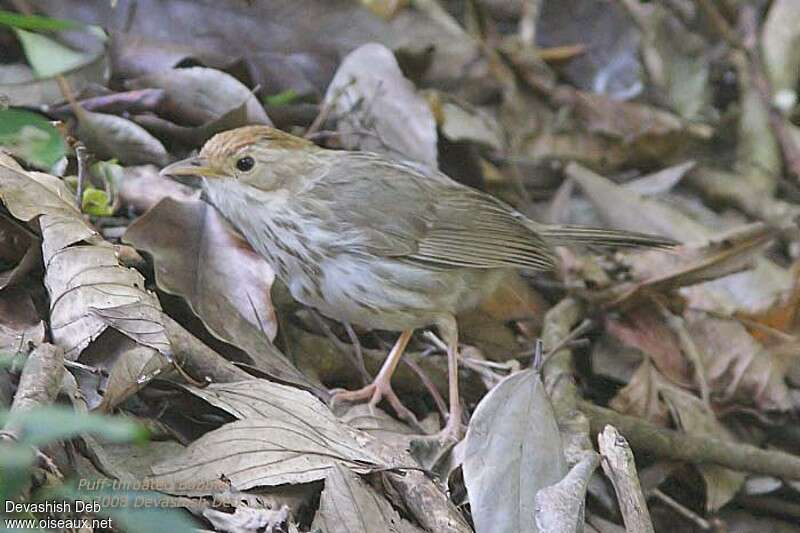 Akalat à poitrine tachetéeadulte, identification