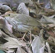 Puff-throated Babbler