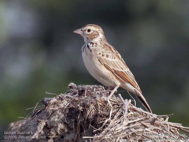 Indian Bush Larkadult