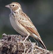 Indian Bush Lark