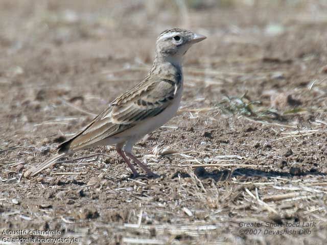 Greater Short-toed Larkadult