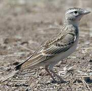 Greater Short-toed Lark