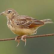 Bengal Bush Lark