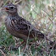 Oriental Skylark
