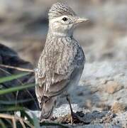 Sand Lark