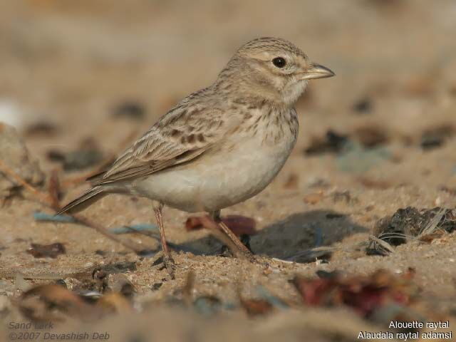 Sand Larkadult