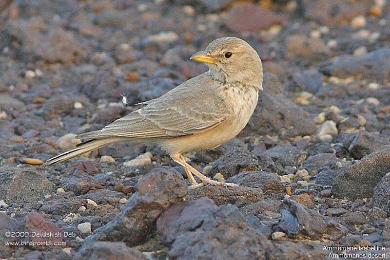 Desert Larkadult