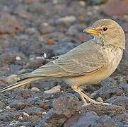 Desert Lark