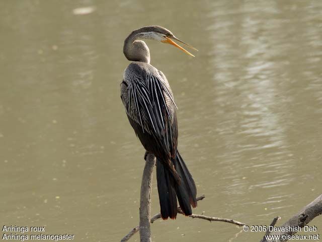 Anhinga roux