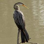 Anhinga roux