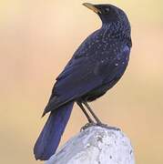 Blue Whistling Thrush