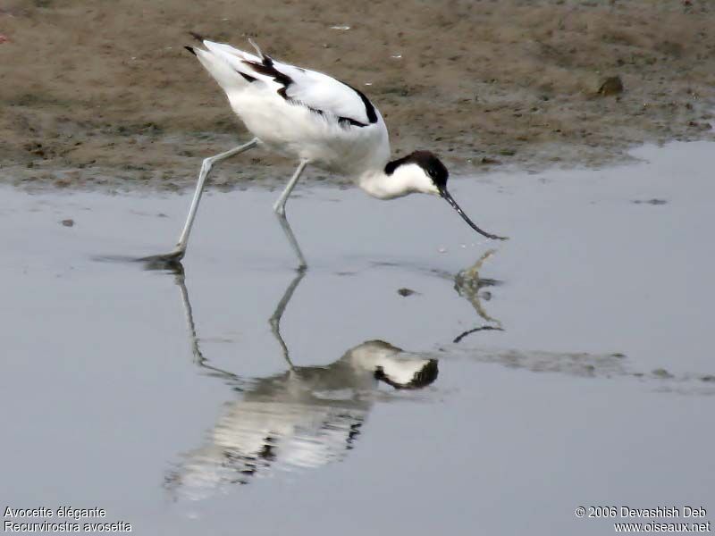 Avocette éléganteadulte