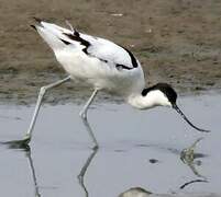 Pied Avocet