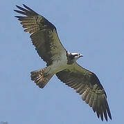 Western Osprey