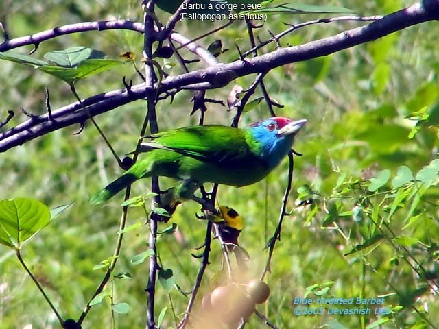 Blue-throated Barbet