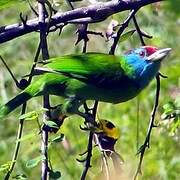 Blue-throated Barbet